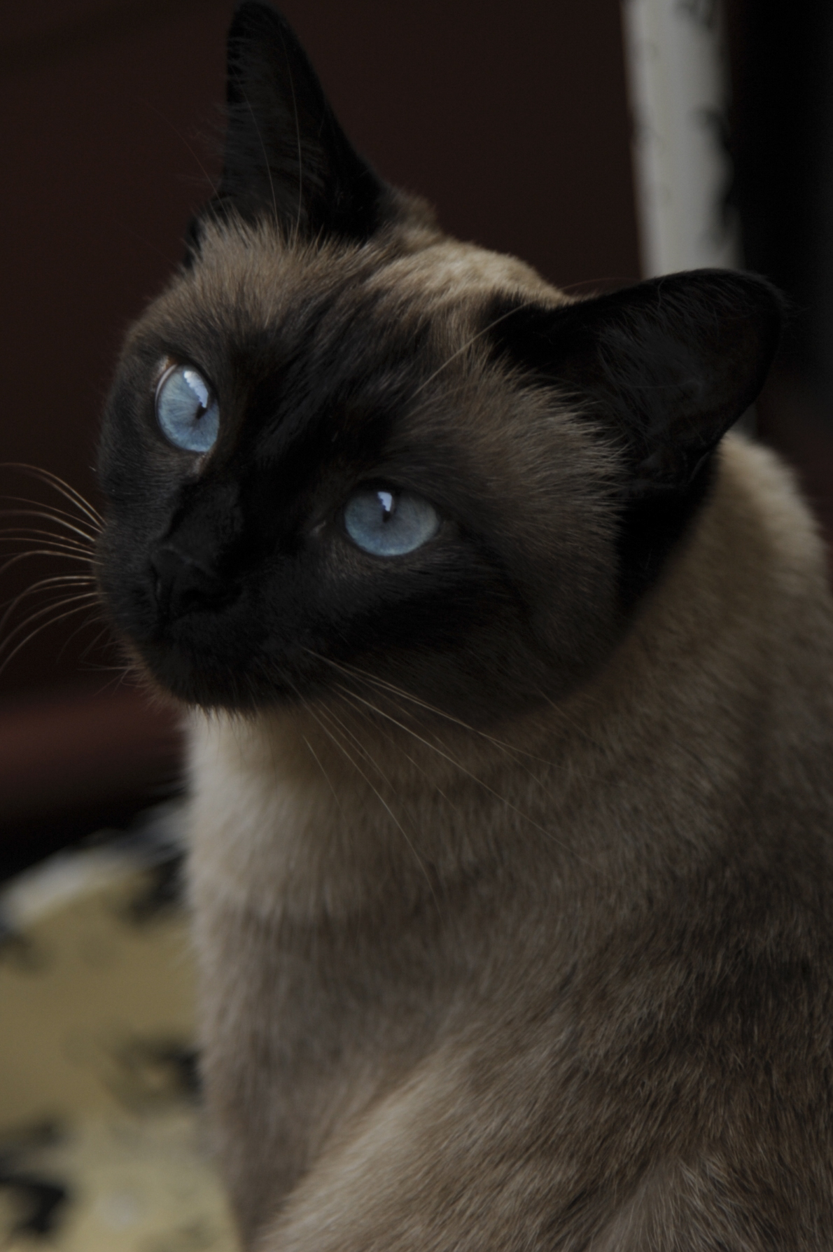 Gatto Nero Con Gli Occhi Azzurri Bellezza Città Calma Foto E Immagine Per  Il Download Gratuito - Pngtree, image size:1190x1788